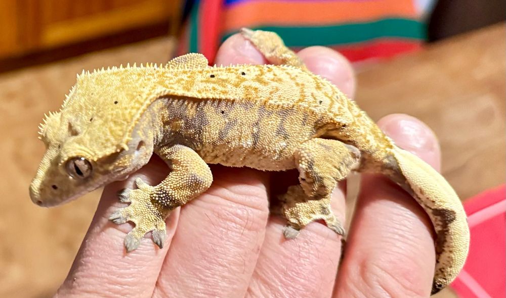 Gekon orzęsiony Crested gecko samica, okazja