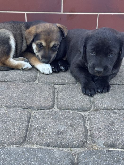 2 suczki do adopcji