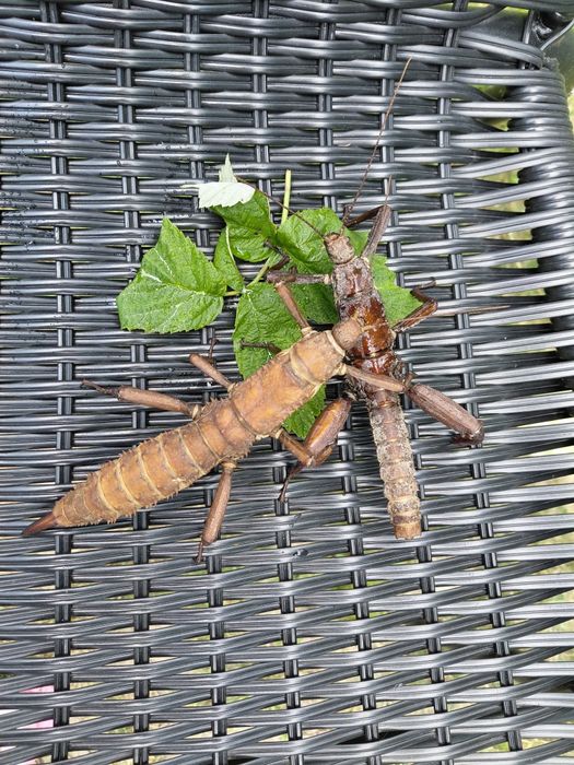 Straszyki nowogwinejskie Eurycantha calcarata