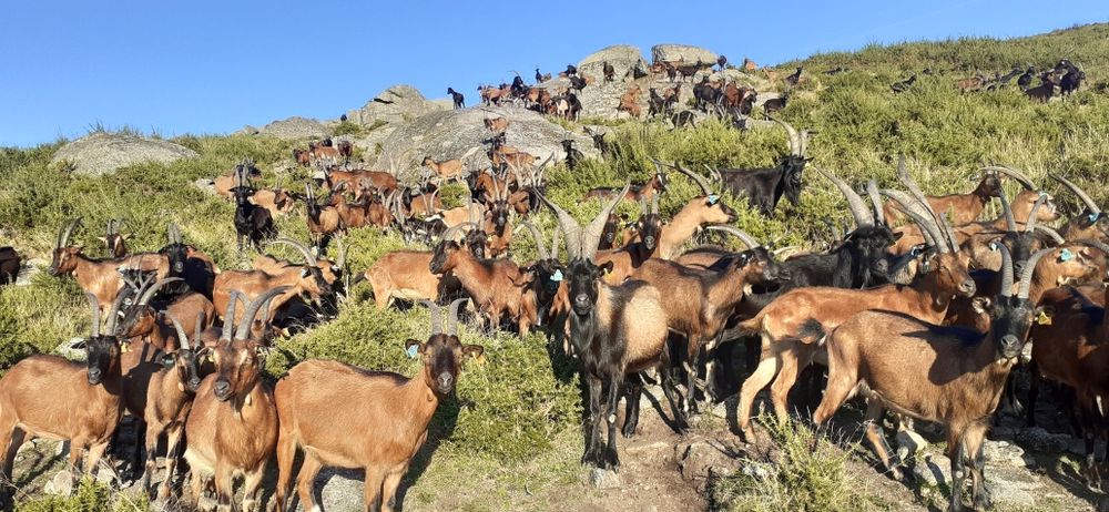 Vendo 60 cabras bravias