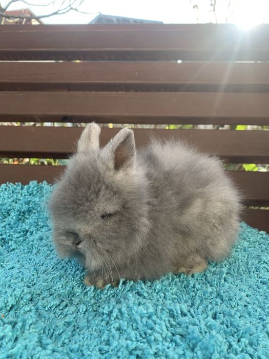 Декоративний кролик ангора. Кролик ангора.