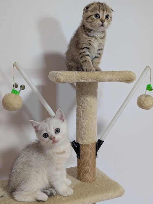 Шикарные породистые котята серебристые шиншиллы страйтики