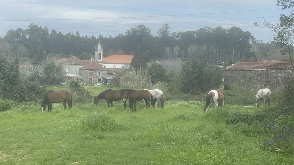 Cavalos a campo