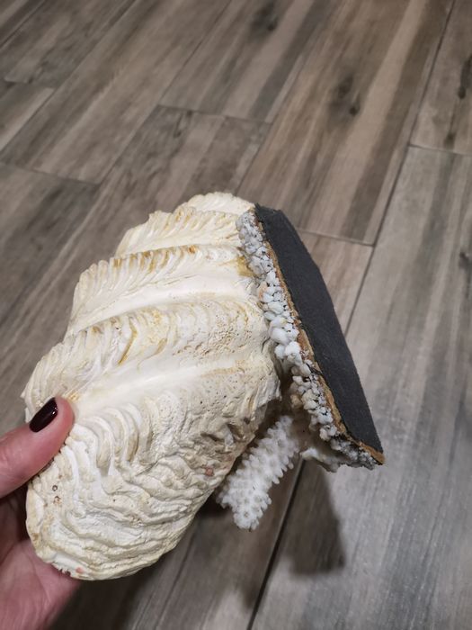 Морская раковина. Крым, СССР