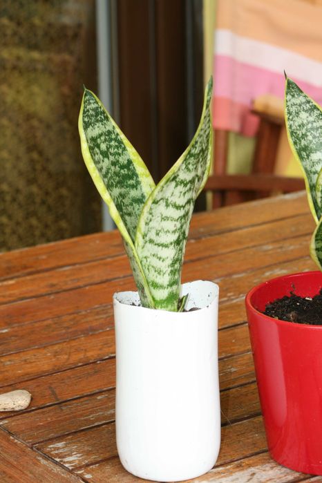 Espada de São Jorge planta