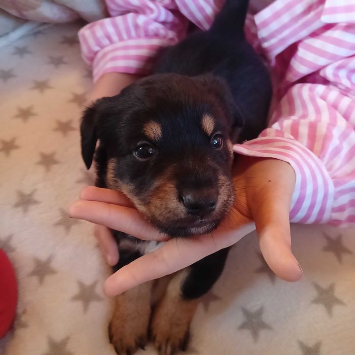 Oddam pieski w dobre ręce