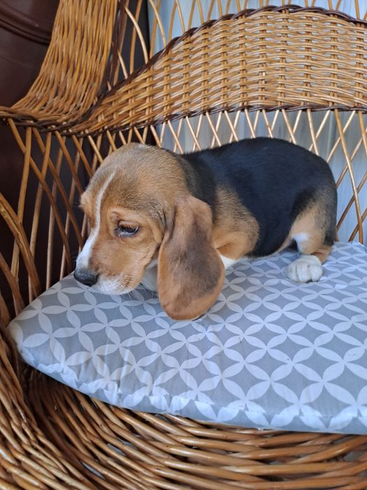 Beagle sunia z rodowodem.