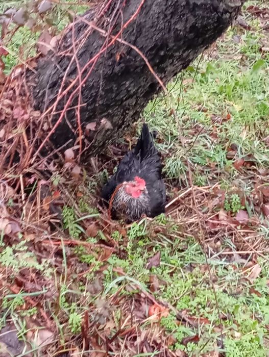 Ovos de campo fertelizados