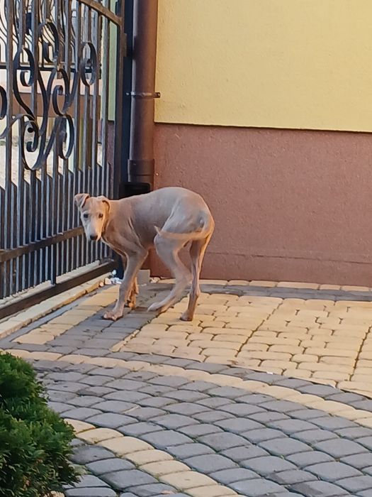 Chart Angielski Greyhound śliczny piesek