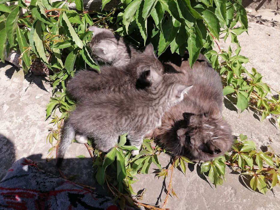 Oddam za darmo 3 koty