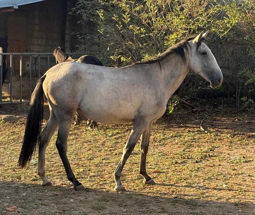 Poldra Puro Sangue Lusitano