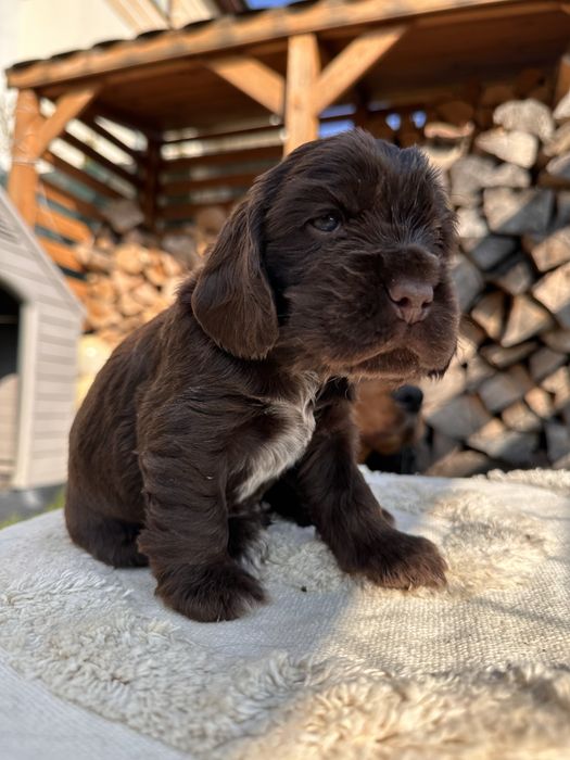 Cocker Spaniel Angielski szczeniaki
