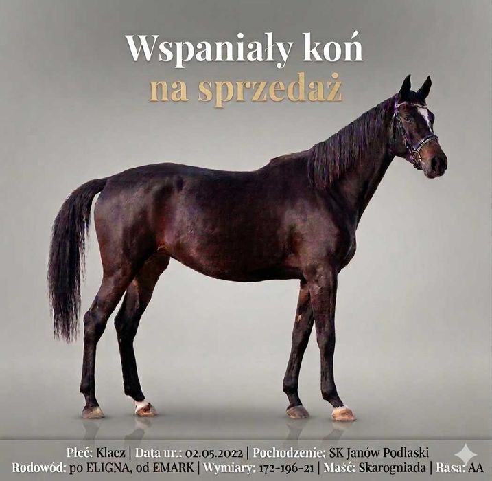 Erie – 4-letnia klacz janowska z doskonałym rodowodem
