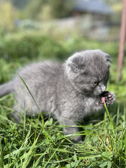 Шотландський висловухий котик