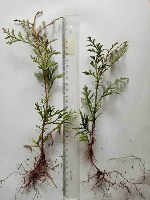 Sprzedam tuje brabant