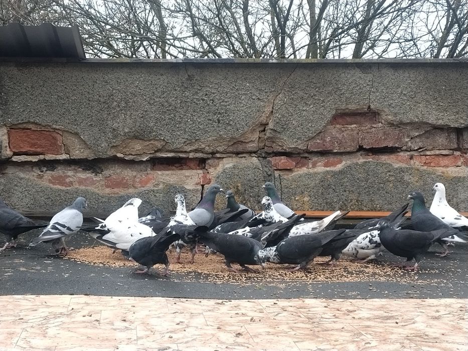 Gołębie pocztowe