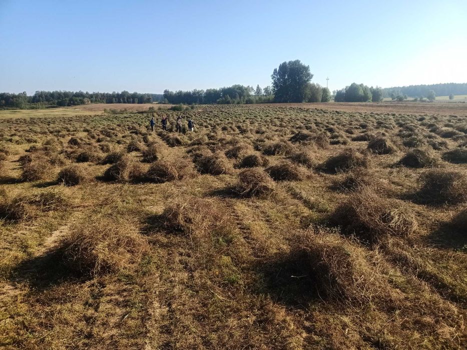 Seradela zbiór 2025