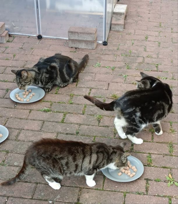 Dom tymczasowy, adopcja prywatna, oddam kocury