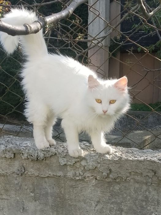 Котята турецька ангора