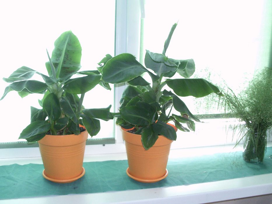 Саджанці банан міні "Тропікана" "київський карлик" Тропіканка