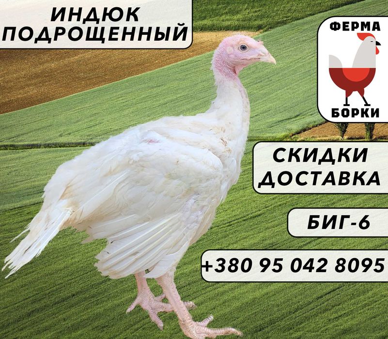 Индюк подрощеный | Індик підрощений: 90 грн. - Сельхоз животные Киев на Olx