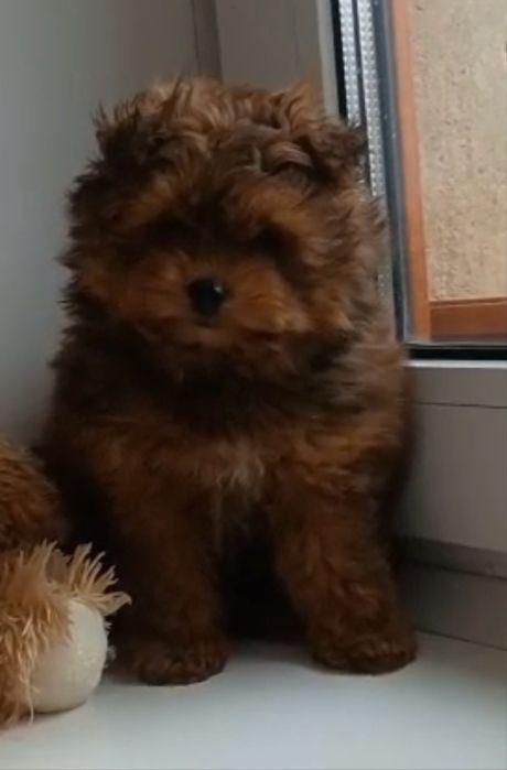 Чарівна крихітка Помапу Pomapoo