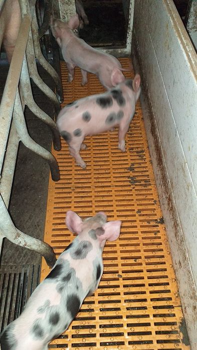 Leitões vacinados e desparasitados