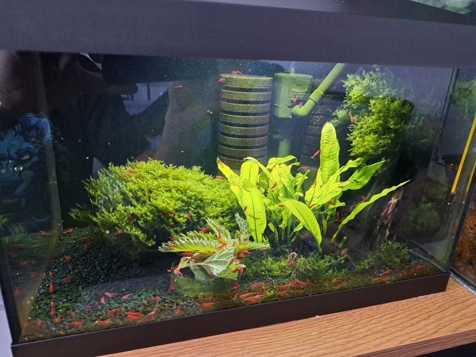 Akwarium Aquael Leddy 40 kompletny zestaw z życiem