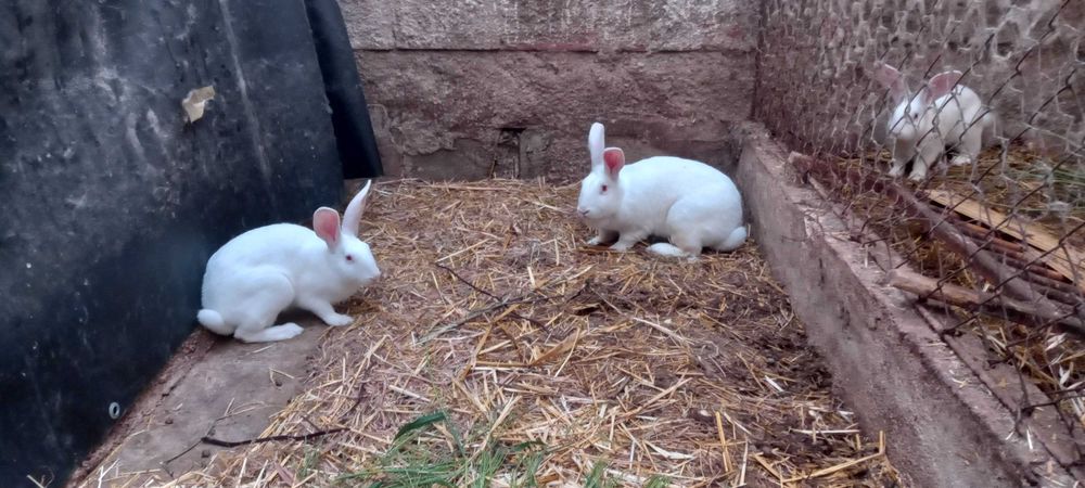 Vendem-se coelhos caseiros