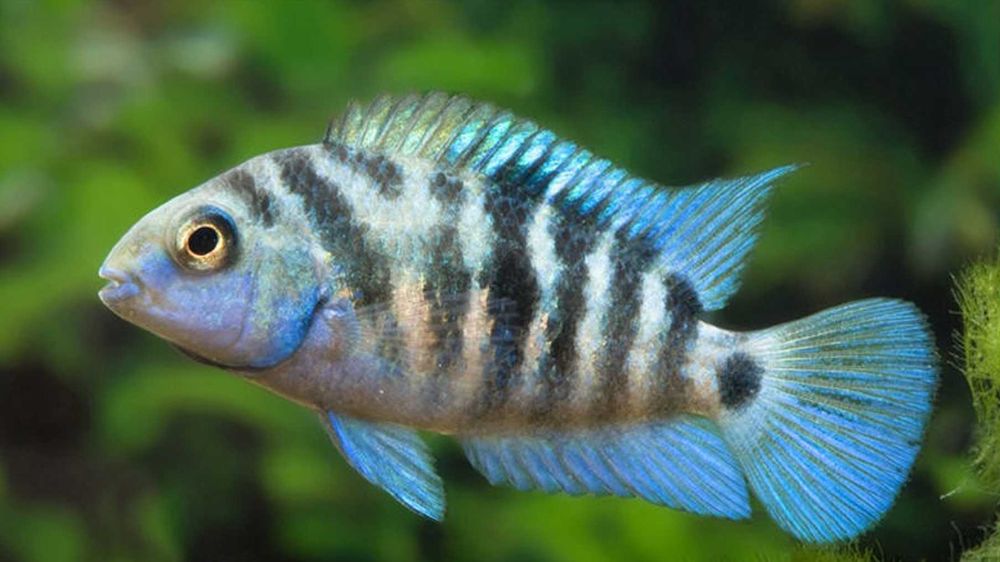 Pielęgnica HONDURAN RED POINT - Amatitlania siquia - dowóz, wysyłka