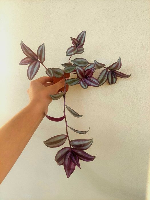 [Planta] Tradescantia zebrina