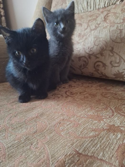 Віддам в добрі руки котенят