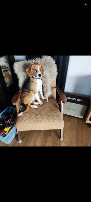 Oddam psa typu Beagle