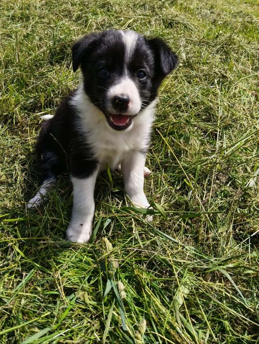 Suczka Border collie