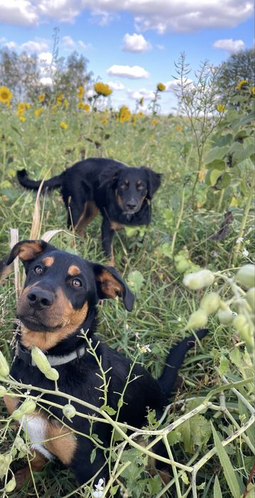 Pies herkules do adopcji