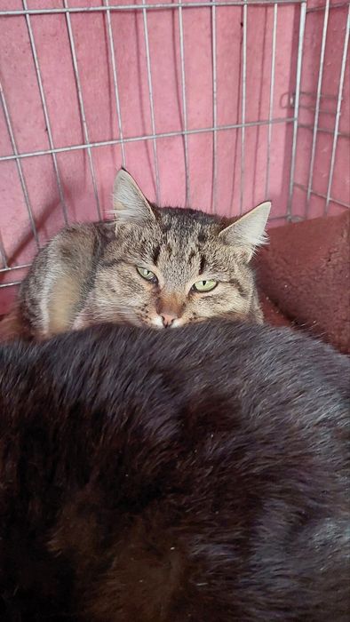 Кошечки срочно ищут дом