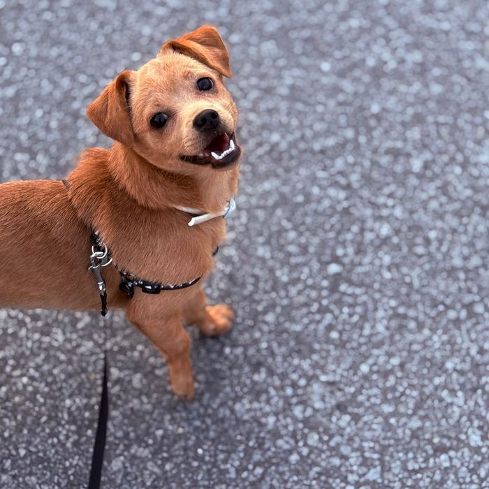 Adotar cão raça pequena