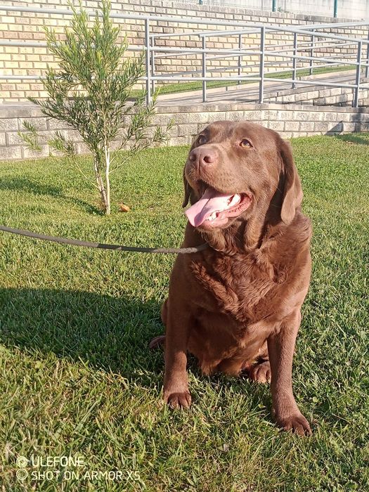 Labrador Retriever chocolate com Lop