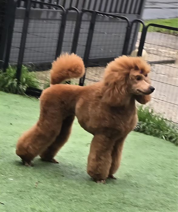 Малий ( середній) пудель цуценята в Києві