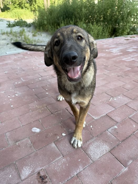 Дівчинка Соня самка собака цуценя щенок в добрі руки сука