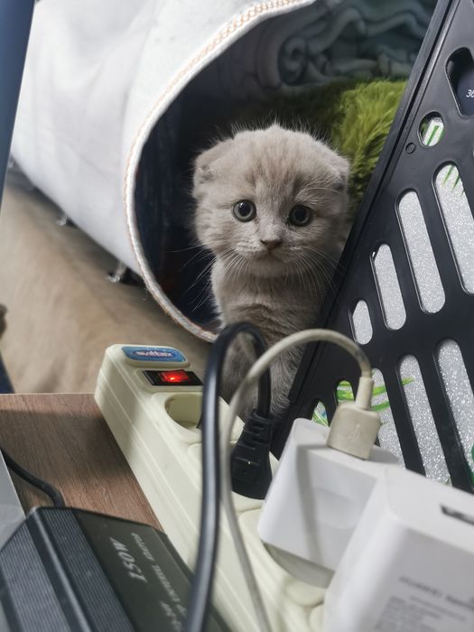 Шотландські кошенята 3500