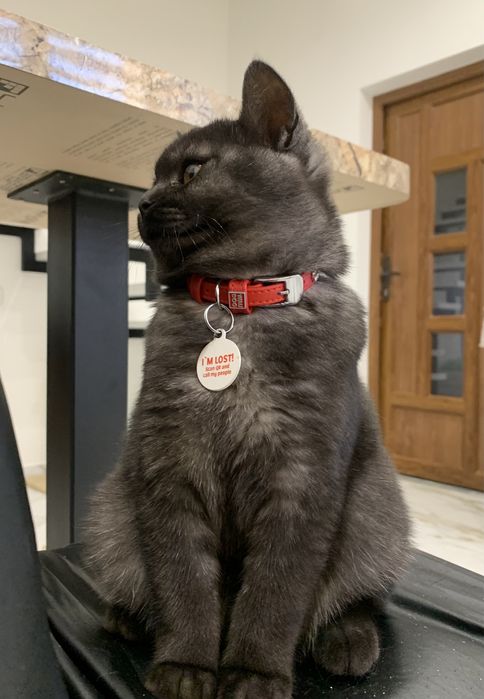 Шотландське кошеня