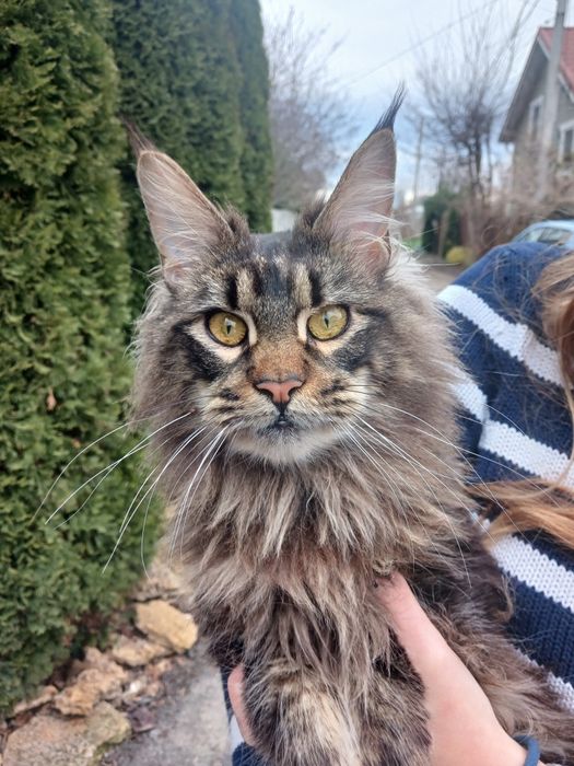 Продается кошечка Мейн Кун