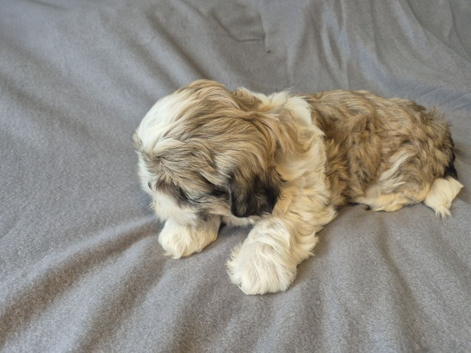 Shih Tzu Shihtzu