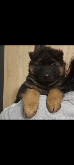 Дівчатка німецької вівчарки.