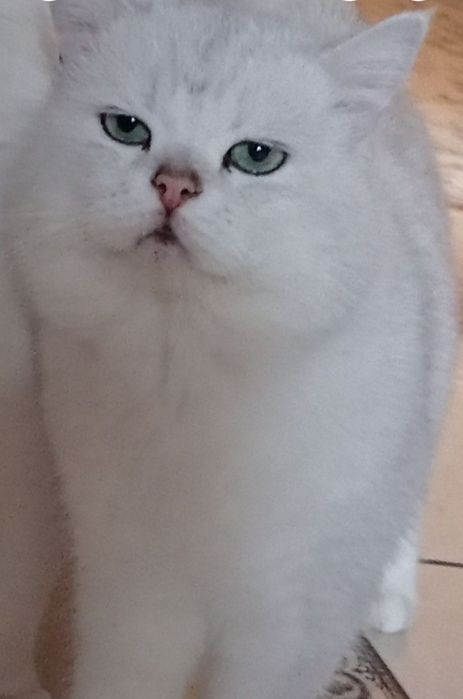 Вязка , британская шиншила. Поселок  Котовского