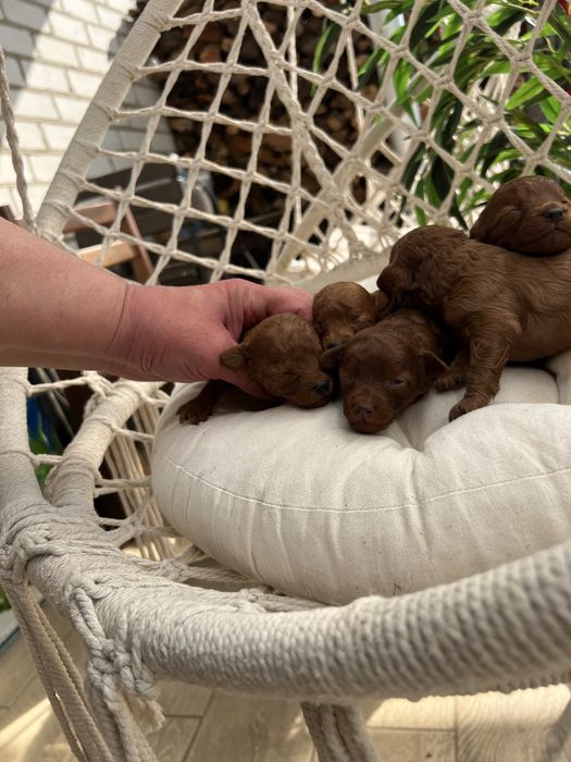 Тойпудель вязка