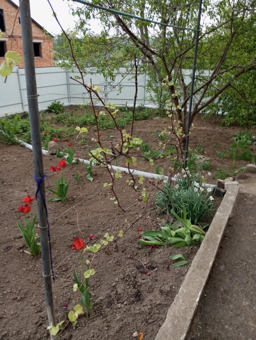 Продається квартира(частина будинку)смт.Кирнасівка,Вінницька область.