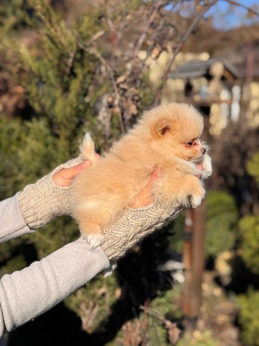 Шикарні цуцики Шпіци
