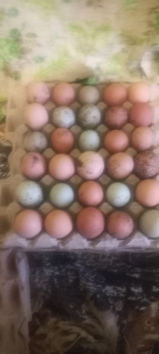 Продам інкубаційний яйця кури домінант